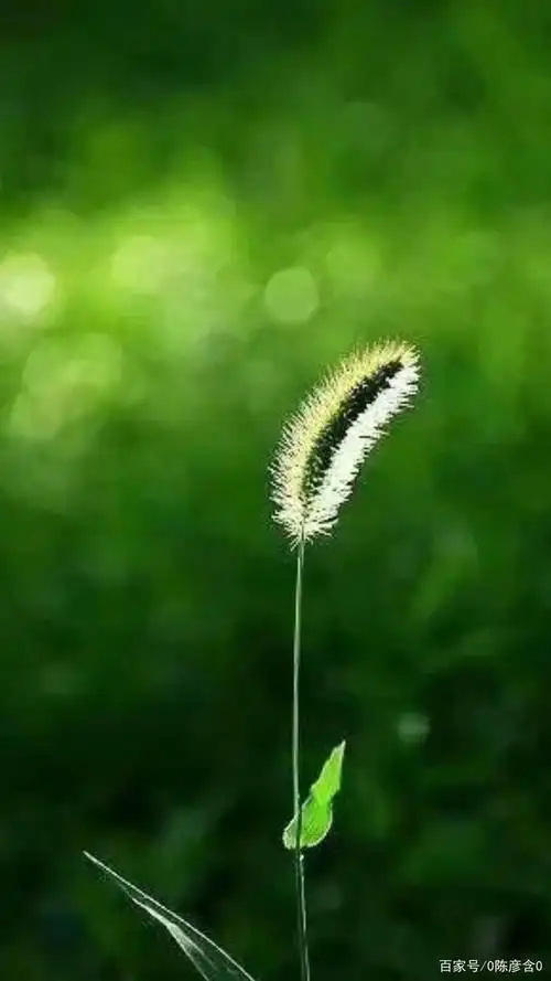 守候信念的一棵草