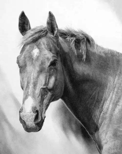 素描版动物世界任你临摹