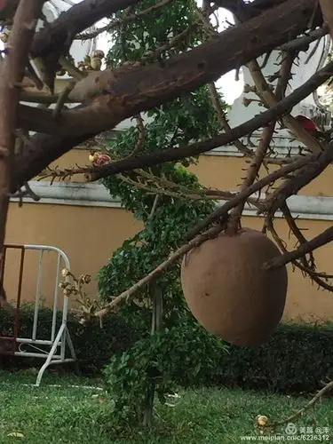 菩提树结的果实