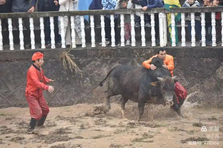 当日,金华市婺城区雅畈镇铜山斗牛场举行传统斗牛活动,20头斗牛参加