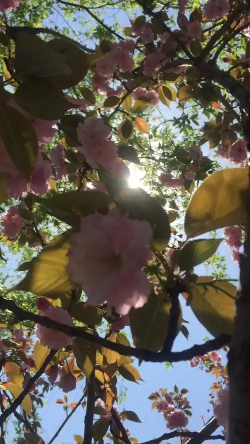 樱花开四月——赏花有感
