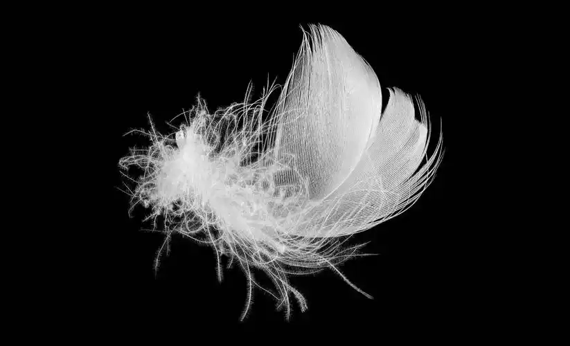 羽绒和羽毛在黑色和白色