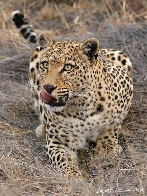 《美丽icon!》花豹的美仿佛来自童话世界.