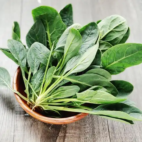 臻印映新鲜菠菜仔苗胜似野生跨越有机营养丰富口感好嫩滑鲜美健康