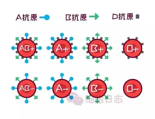 当你发现自己是熊猫血的时候,会不会很有意思?_血型