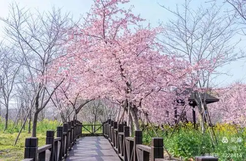 上海顾村公园樱花欣赏