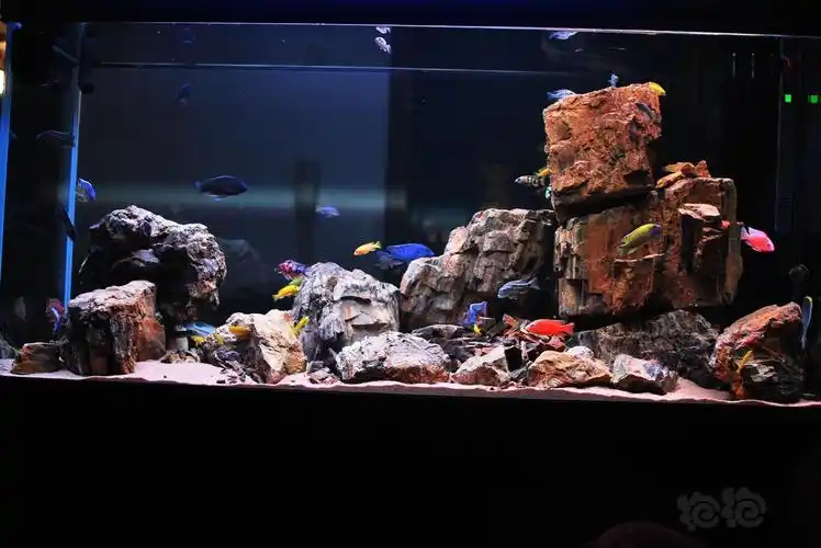 再发一个三湖慈鲷双面景缸