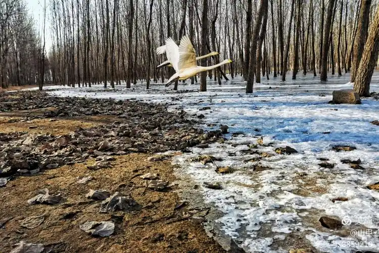 黄河湿地结冰美如画