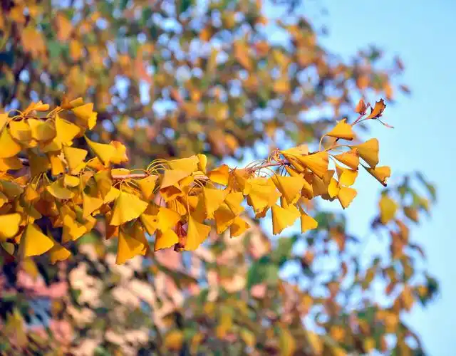 秋天的美――银杏树 摄影孔敏