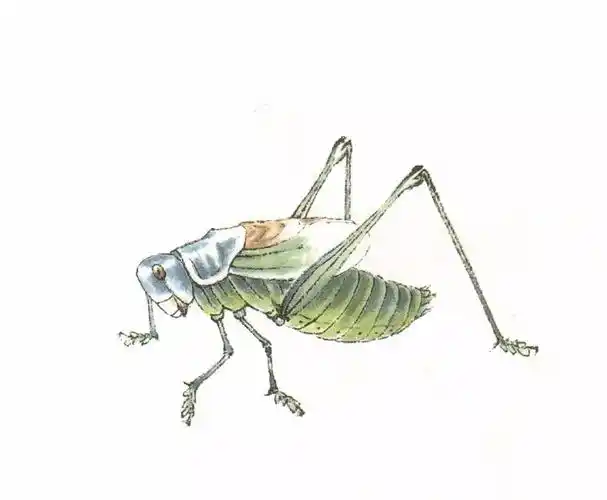 技法篇●蝈蝈的工笔及写意画法