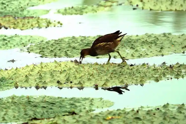 去龙感湖野拍水鸟