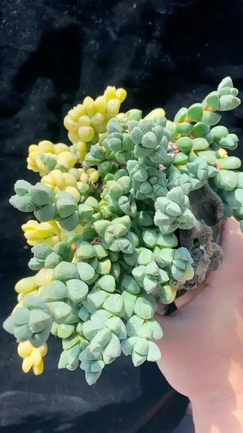 鹿角海棠锦提根群福利10592!