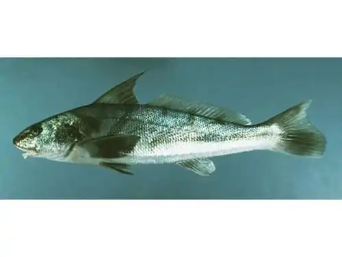 岩无鳔石首鱼 | menticirrhus saxatilis(动物 | 辐鳍鱼类)