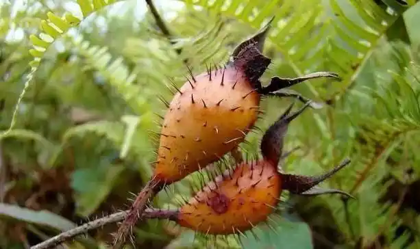刺果|路旁一种"野果",浑身带"刺",人称"糖罐子",营养美味