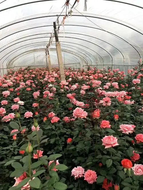 云南花卉种植基地千亩喜欢销售寻求城市合伙人