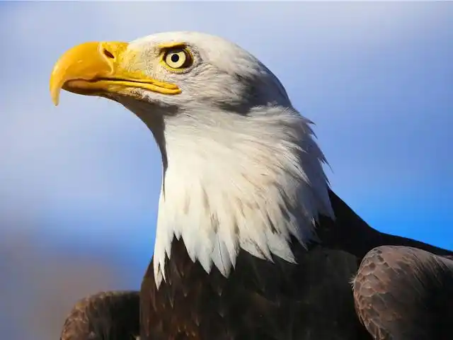 每个国家的代表动物是什么