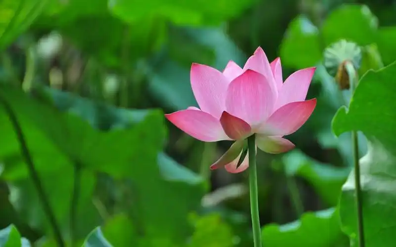 美丽高雅的荷花护眼电脑桌面壁纸