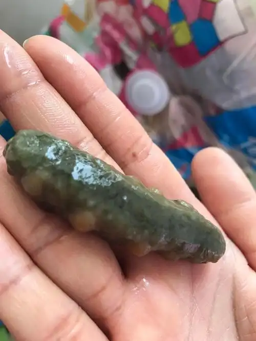 昨天在海边捡到的海参,大家帮我看看能吃么,有毒么.