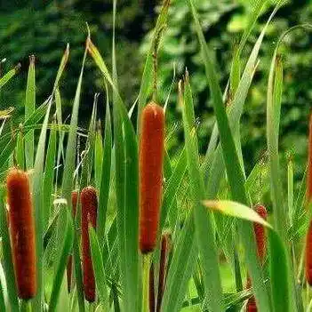 安息香 具有消肿止痛清热止血等多种作用的香肠草毛蜡烛新鲜纯中药草