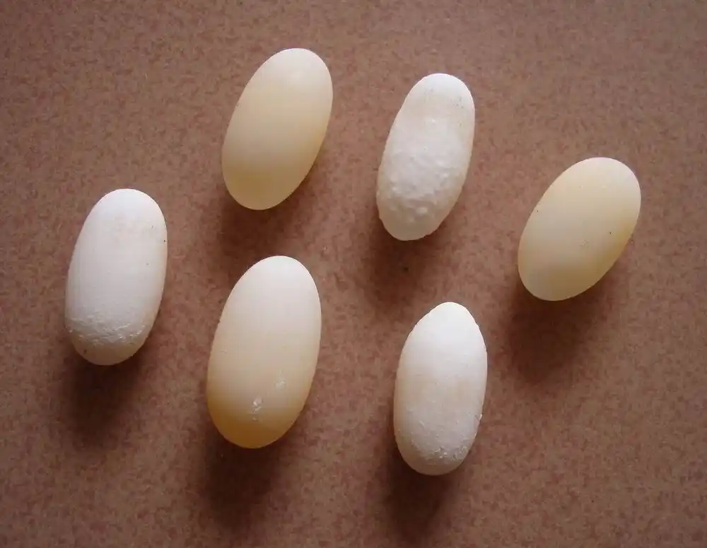 怎么判断乌龟蛋是否受精?