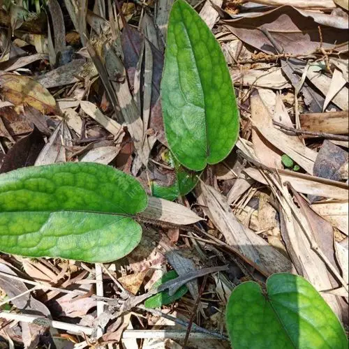 产地兔耳风兔耳风批发价兔耳风兔耳草鑫燎三农