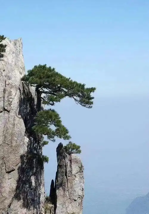 赞美松树的诗句(关于古人对松树赞美的古诗句盘点)