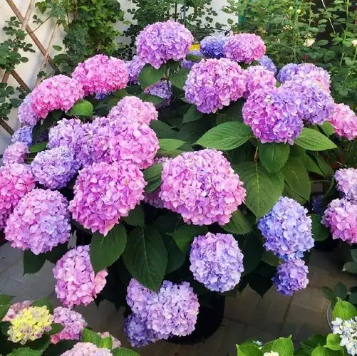 多瑙梦花园特大无尽夏绣球花苗庭院地栽多年生花卉四季阳台盆栽变色