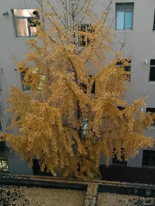 窗外的一棵银杏树:只有长高才能不被遮挡,只有长高才能被人仰望