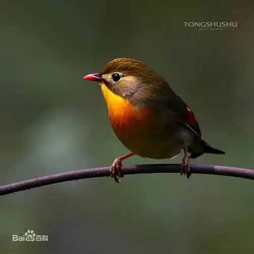 红嘴相思鸟摄影图欣赏