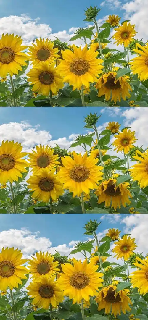 有没有都是向日葵的壁纸呢,让人看了心情超好的? - 知乎