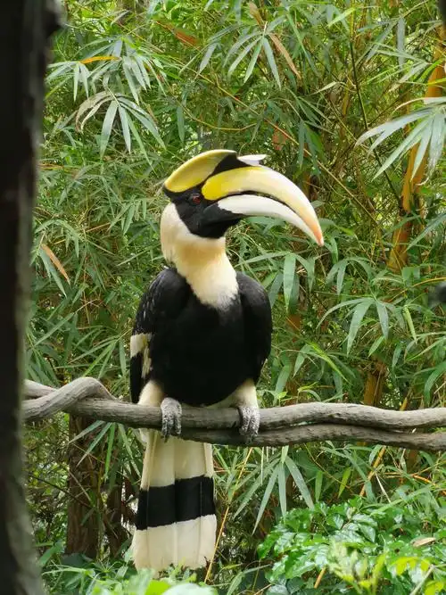 广州长隆野生动物园