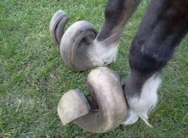 古代为什么要给马钉上马蹄铁,马不会疼吗?