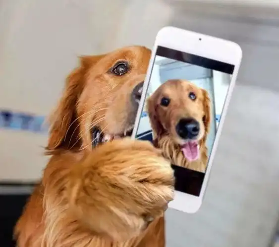 在照片里,狗狗的心机汪属性完全暴露了.