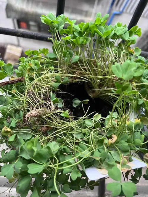 老鼠把我的酢浆草种子吃没了