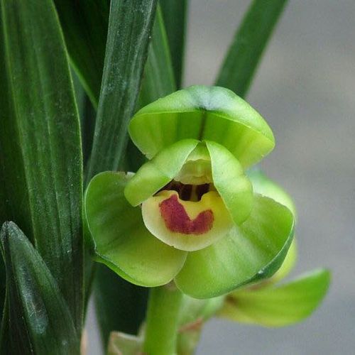 兰花花苗花苞春兰矮种玲珑碧玉圆荷花卉绿植时令草本花卉