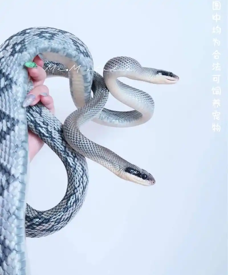 自带眼线的 |黑眉锦蛇