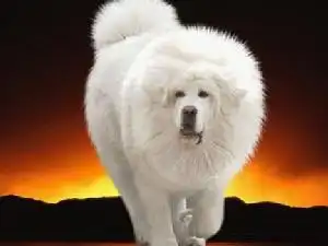 你了解藏獒的毛被与毛色吗? 2011-04-24