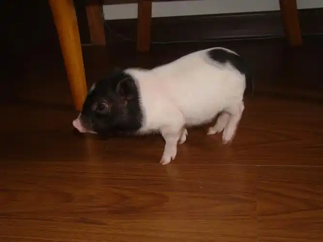 耐养便宜冷门小宠物七种适合上班族的小宠物