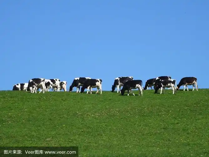 黑/白荷斯坦白奶牛,绿色的田野,蓝色的天空