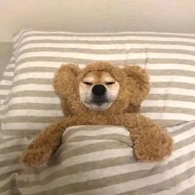 > 睡觉的柴犬头像可爱图片