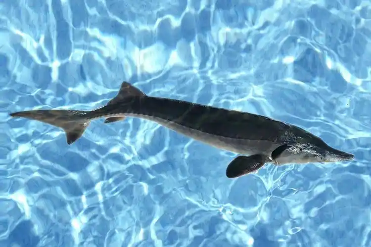 2,鲟龙鱼含有高宽比不饱和脂肪及脑黄金:食用动物大多数含饱和脂肪,当