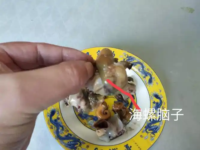 海螺哪些部位不能吃图解海螺尾部是黄还是屎能吃吗