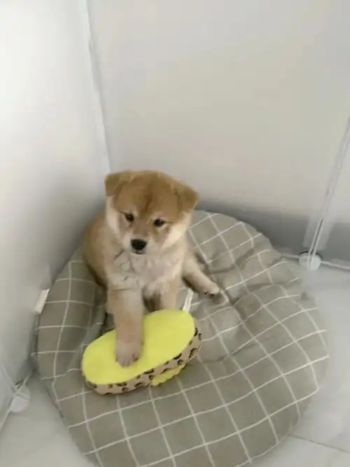 想起来觉觉小时候也被人说是土狗,还有个姐姐要预定她和她家的土狗配