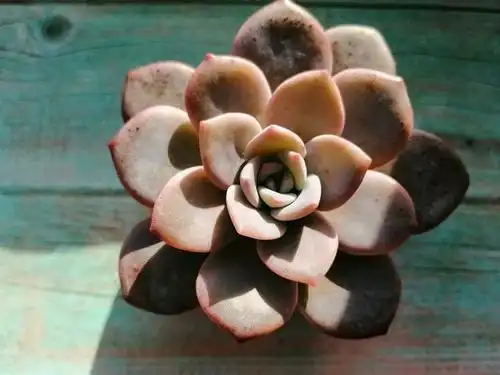 多肉华雪怕寒冷怕暴晒出状态后颜色华美叶覆轻霜仙气十足