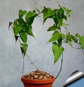 cute肉植 墨西哥龟甲龙 夏型种 实生块根 多肉植物