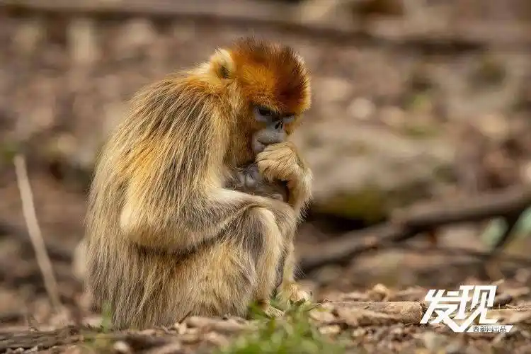 春天里的陕西丨秦岭金丝猴迎来产仔高峰_自然保护区_妈妈_怀抱