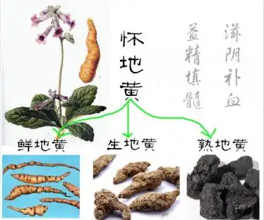 【生地和熟地的区别】生地和熟地的功效