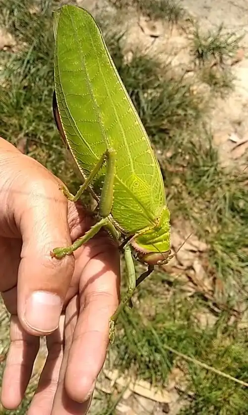 超级大蚂蚱之一锅炖不下