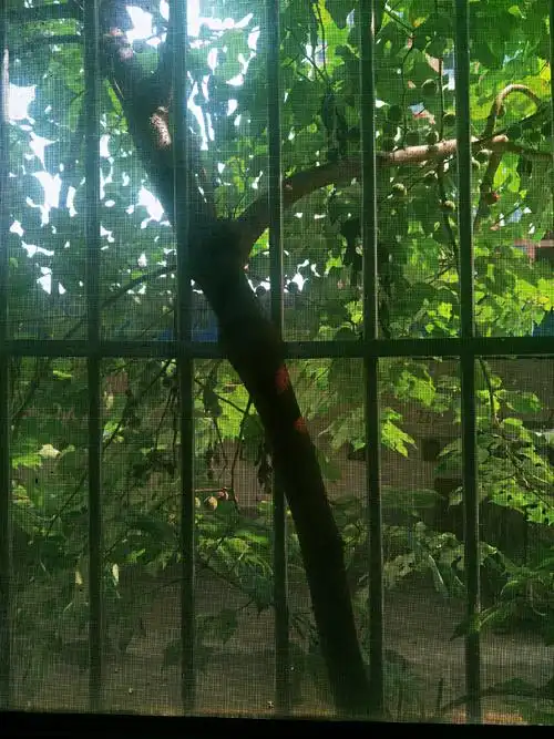 于村夫          仲夏的清晨,我被一阵悦耳的鸟鸣摇醒后,起床来到窗前