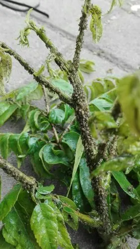 其它 园林植物病虫害防治--春季篇 一,汉中市园林植